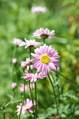Pink daisies bloom in a vibrant garden during the warm daylight, showcasing their delicate petals...