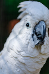 The white cockatoo (Cacatua alba), also known as the umbrella cockatoo, is a medium-sized all-white cockatoo endemic to tropical rainforest on islands of Indonesia