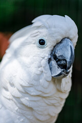 The white cockatoo (Cacatua alba), also known as the umbrella cockatoo, is a medium-sized all-white cockatoo endemic to tropical rainforest on islands of Indonesia