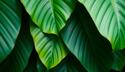 Desktop wallpaper of large tropical green leaves, perfect for nature lovers, environmentalists, or anyone wanting a calming, organic background for their computer screen