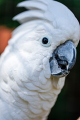 The white cockatoo (Cacatua alba), also known as the umbrella cockatoo, is a medium-sized all-white cockatoo endemic to tropical rainforest on islands of Indonesia