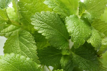 Fresh green lemon balm leaves on white background, closeup