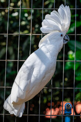 The white cockatoo (Cacatua alba), also known as the umbrella cockatoo, is a medium-sized all-white cockatoo endemic to tropical rainforest on islands of Indonesia