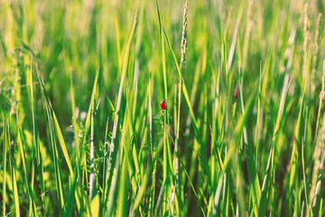 Lush green grass blades, vibrant and full of life, create a natural backdrop. Ladybug rests atop a tall blade of grass, a tiny jewel against the verdant expanse