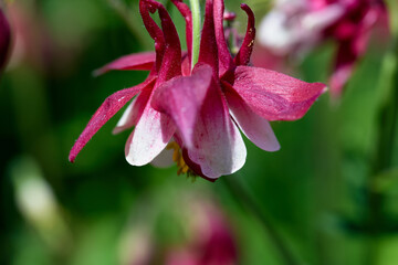 Beautiful red and white columbine flowers blooming in a sunny garden during spring