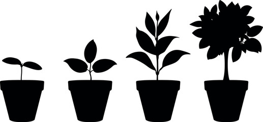 Set of vector illustrations of potted plant silhouettes growing process