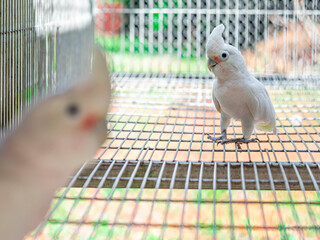 The Tanimbar corella (Cacatua goffiniana) also known as Goffin’s cockatoo or the blushing...