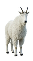Fototapeta premium Majestic mountain goat stares intently