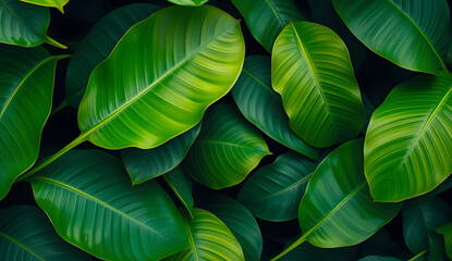 Desktop wallpaper of large tropical green leaves, perfect for nature lovers, environmentalists, or anyone wanting a calming, organic background for their computer screen