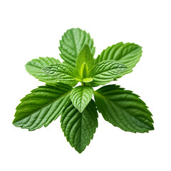 A bunch of green leaves