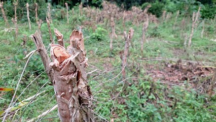 Eucalyptus Tree Stumps After Failed Harvest, Deforestation Impact on Rural Land, Environmental Concerns