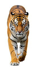 Fototapeta premium Majestic Tiger Strolling Forward