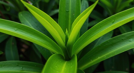 Obraz premium Green plant leaves showing freshness and growth, with natural light and close up