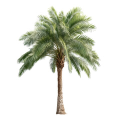 Obraz premium Majestic Palm Tree, Lush Green Foliage , isolated on white background png
