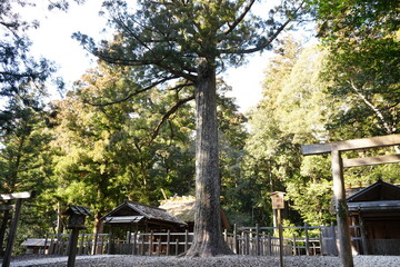 Pilgrimage Path to Takiharanomiya or Ise Jingu Shrine Naigu in Mie, Japan - 日本 三重 皇大神宮別宮 瀧原宮 または 伊勢神宮 内宮 参道	