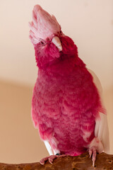 The galah (Eolophus roseicapilla), also known as the pink and grey, is one of the most common and...