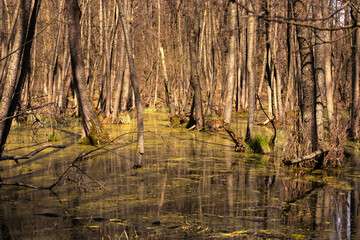 flooded forest after snow melt