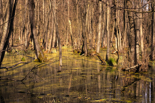 flooded forest after snow melt - Powered by Adobe