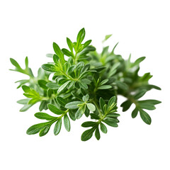 A bunch of green leaves