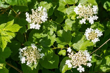 White flowers of viburnum opulus roseum blooming in spring garden