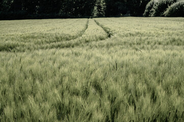 Tractor tracks crossing a green wheat field leading to the forest