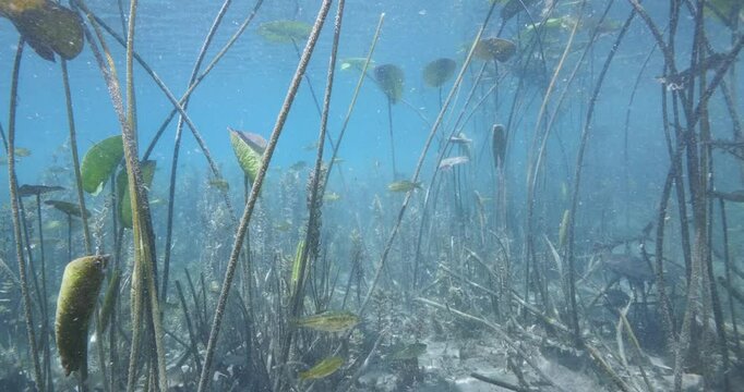Nymphaea grass underwater in a river freshwater source