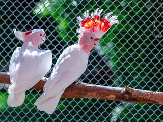 Major Mitchell's cockatoo (Lophochroa leadbeateri), also known as Leadbeater's cockatoo or the pink...