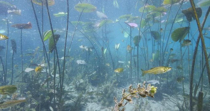 Nymphaea grass underwater in a river freshwater source