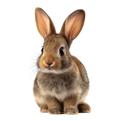 Obraz premium Adorable Baby Brown Rabbit , isolated on white background png