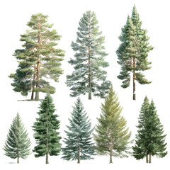 Obraz premium Collection of Detailed Winter Trees Illustration , isolated on white background png