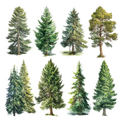 Fototapeta premium Collection of Detailed Evergreen Trees , isolated on white background png