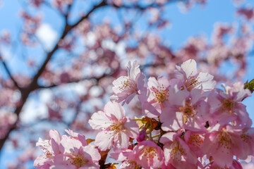 満開の桜と青空のコントラスト