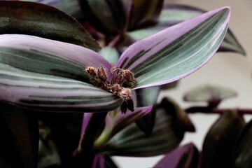 pink and green leaves of Tradescanthia potted plant close up
