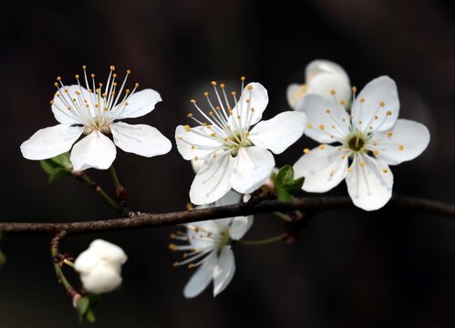 white flowers of cherry tree at spring