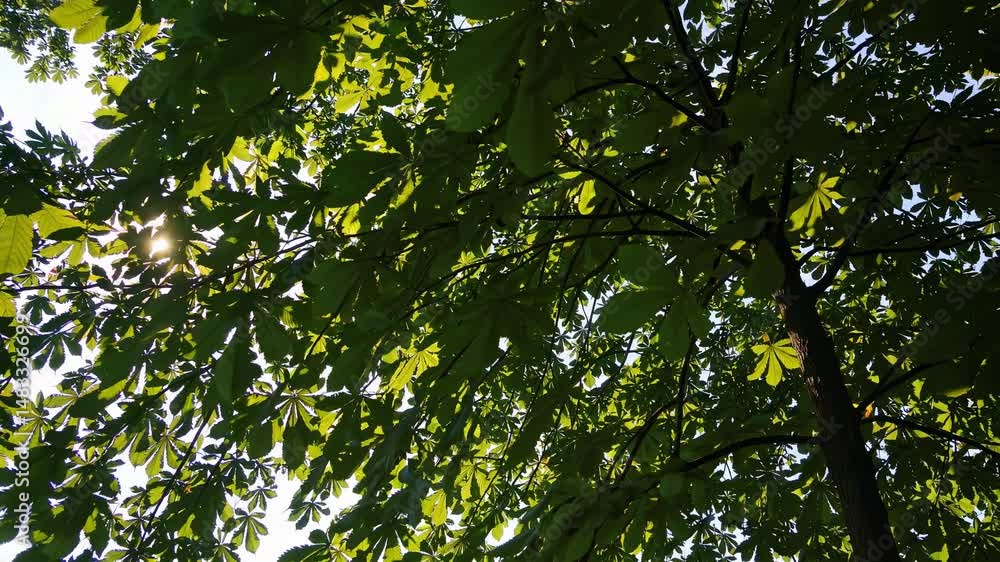 Poster sunlight filters through a vibrant green chestnut tree canopy, creating a mesmerizing play of light 