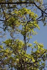 small,yellow flowers of maple tree close up