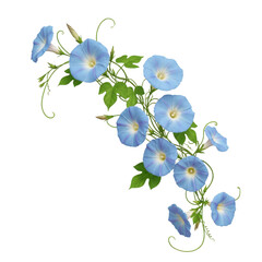 Beautiful morning glory flowers with lush green leaves arranged artistically on a dark background on transparent background