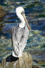 pélican pêcheur vertical