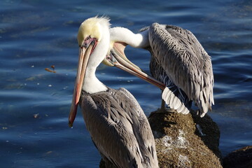 2 pélicans à la toilette