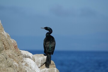 cormoran devant la mer