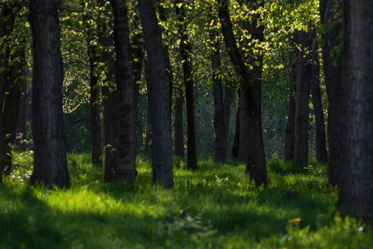 Grove of Karagach trees on a sunny spring day in Zheltoksan Park, Almaty