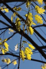 red oak tree with female and male flowers at spring