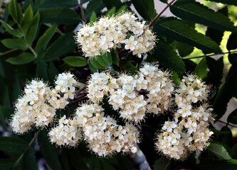 Sorbus aucuparia-rowan tree white flowers at spring