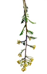  wild plant Rorippa palustris isolated close up