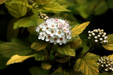 Physocarpus Opulifolius shrub at spring,