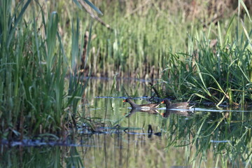 The reed hen, also known as the reed hen, water hen, or marsh hen, in the morning among the grass near the bank of the Staritsa River near the village of Agro-Pustyn in the Ryazan Region