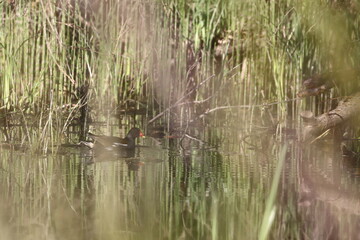The reed hen, also known as the reed hen, water hen, or marsh hen, in the morning among the grass near the bank of the Staritsa River near the village of Agro-Pustyn in the Ryazan Region