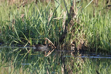 The reed hen, also known as the reed hen, water hen, or marsh hen, in the morning among the grass near the bank of the Staritsa River near the village of Agro-Pustyn in the Ryazan Region