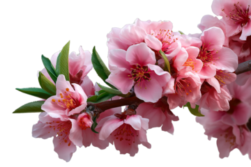 Peach tree branch adorned with pink flowers along the corner border set on a transparent background isolated white background