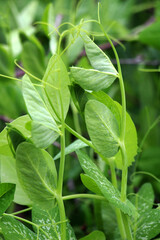 Pea sprouts growing in open organic soil